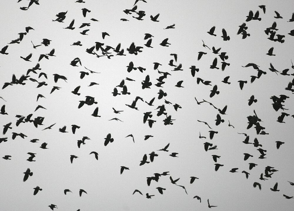 qode interactive strata